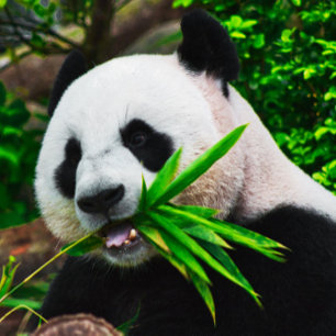Panda Chewing on Bamboo Jigsaw Puzzle