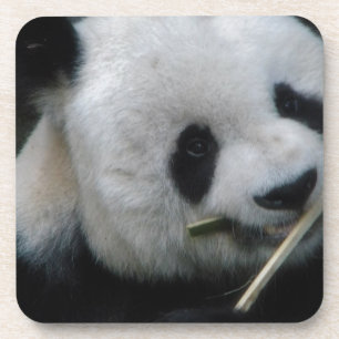 Panda Coaster