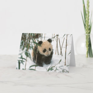 Panda cub on snow, Wolong, Sichuan, China 2 Card