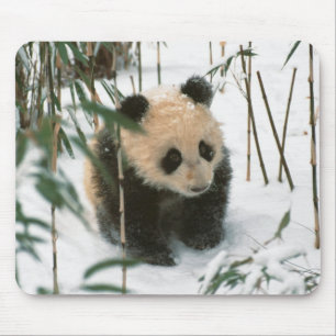 Panda cub on snow, Wolong, Sichuan, China Mouse Pad