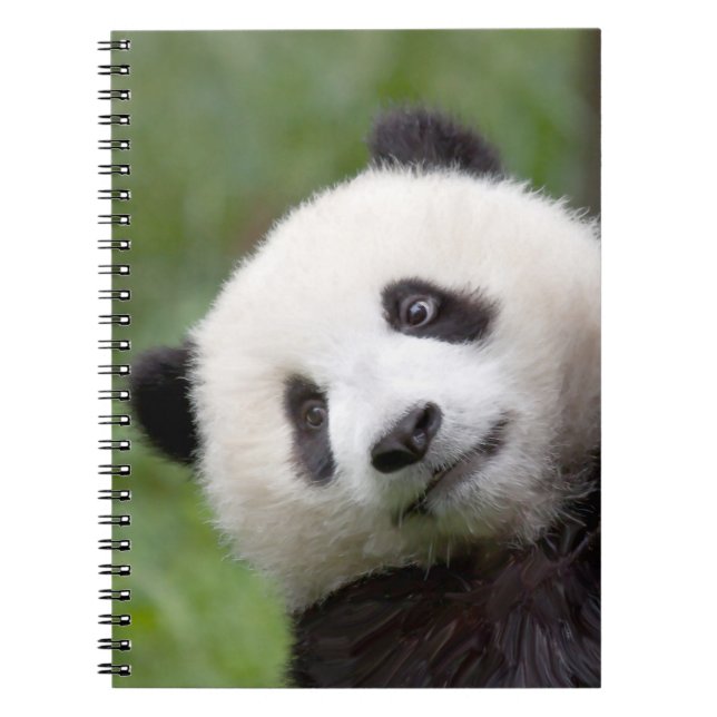 Panda cub painting spiral notebook (Front)