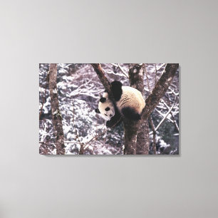 Panda cub playing on tree covered with snow, canvas print