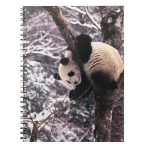 Panda cub playing on tree covered with snow, spiral notebook