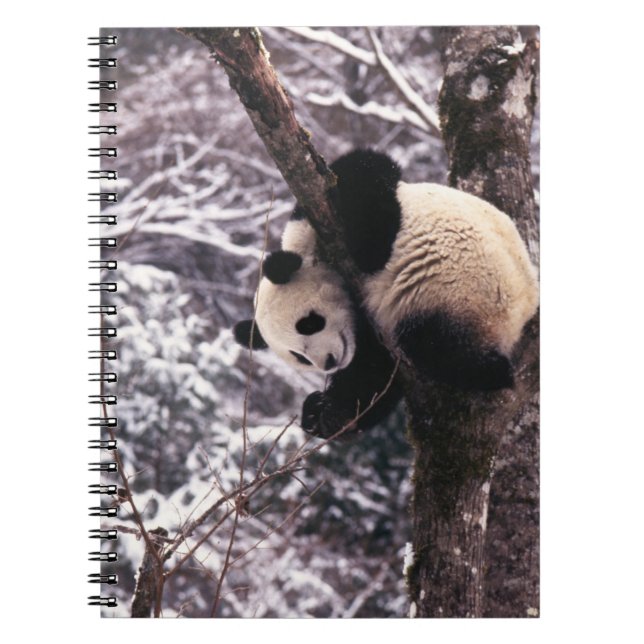Panda cub playing on tree covered with snow, spiral notebook (Front)