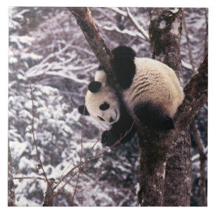 Panda cub playing on tree covered with snow, tile