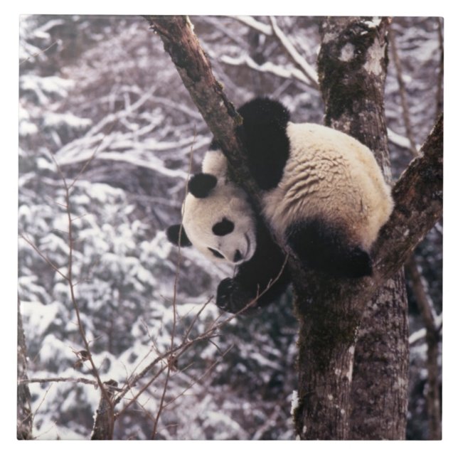 Panda cub playing on tree covered with snow, tile (Front)