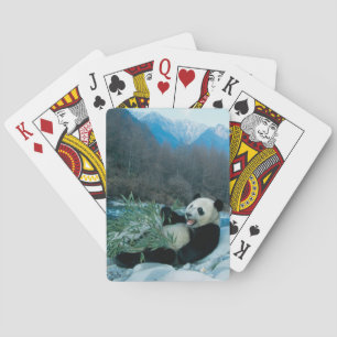 Panda eating bamboo by river bank, Wolong, 2 Playing Cards