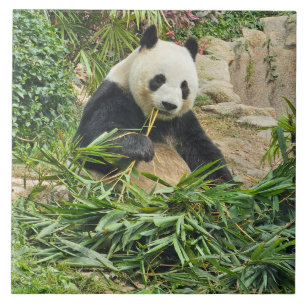 Panda eating bamboo ceramic tile