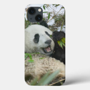 Panda eating bamboo on snow, Wolong, Sichuan, iPhone 13 Case