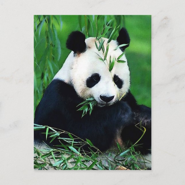 Panda Eating Leaves Postcard (Front)