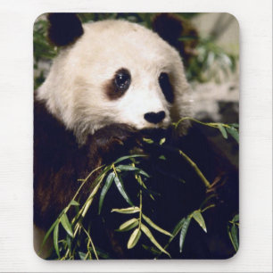 Panda having a bit of lunch. Mousepad