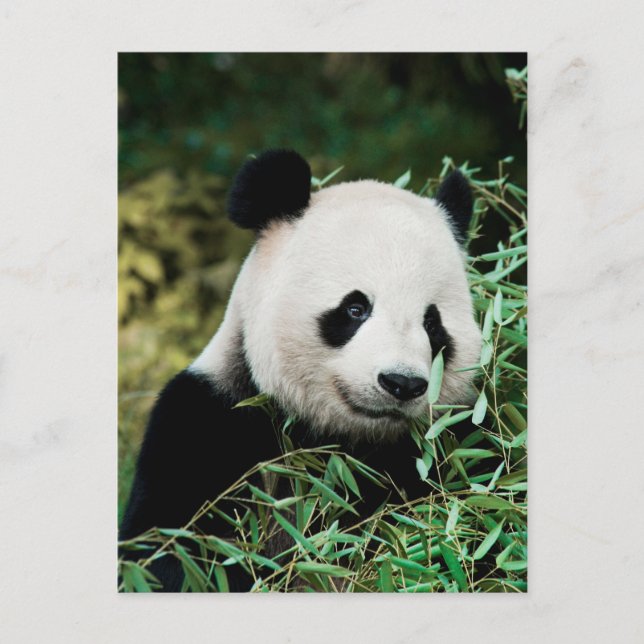 Panda in a bush postcard (Front)