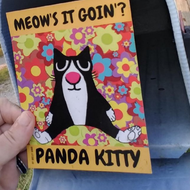  PANDA KITTY CAT SITTING LIKE A PERSON POSTCARDS (Creator Uploaded)