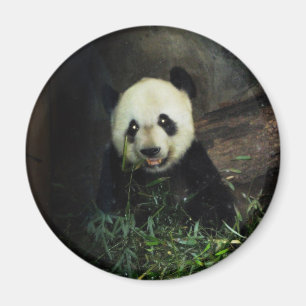 Panda Magnet