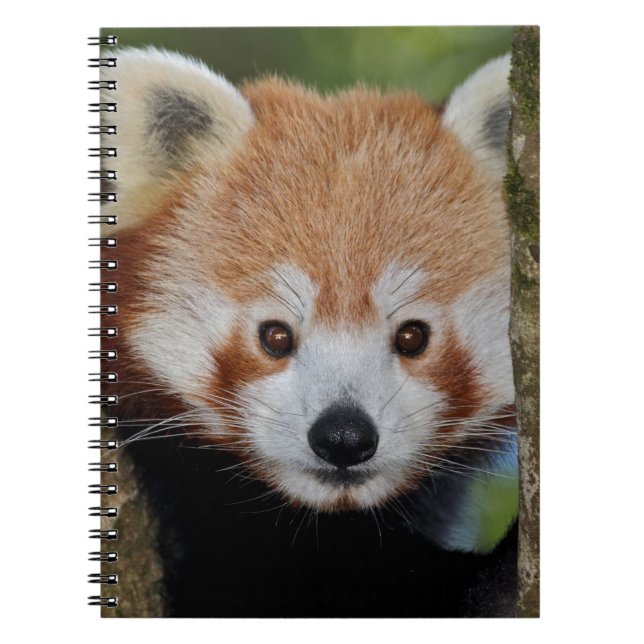 Panda Portrait Notebook (Front)