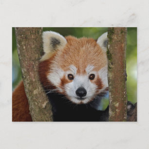 Panda Portrait Postcard