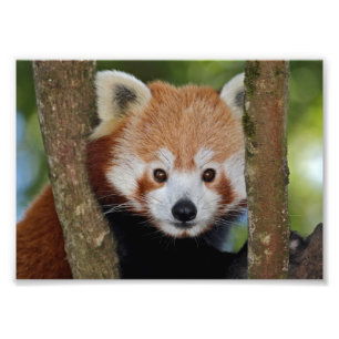 Panda Portrait Print