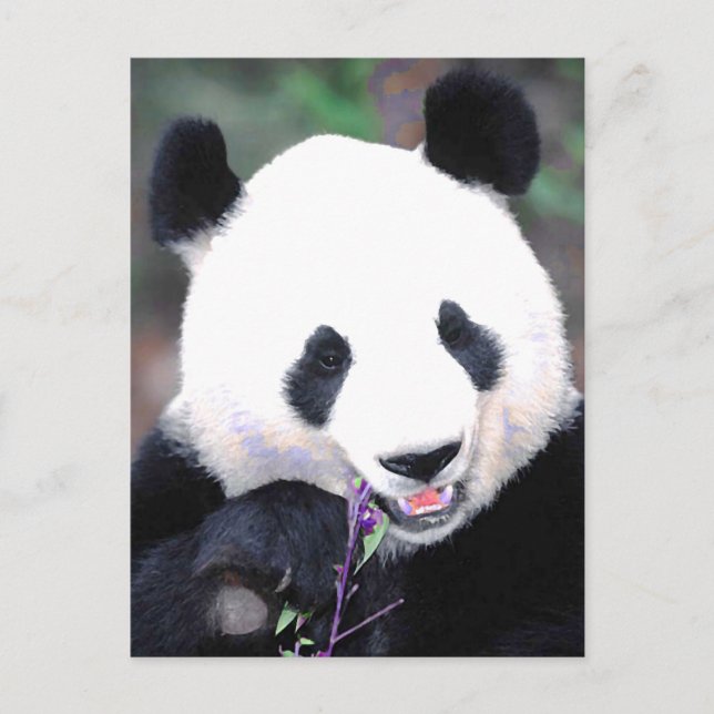 Panda Postcard (Front)