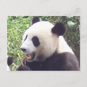 Panda Postcard