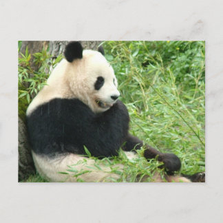Panda Postcard