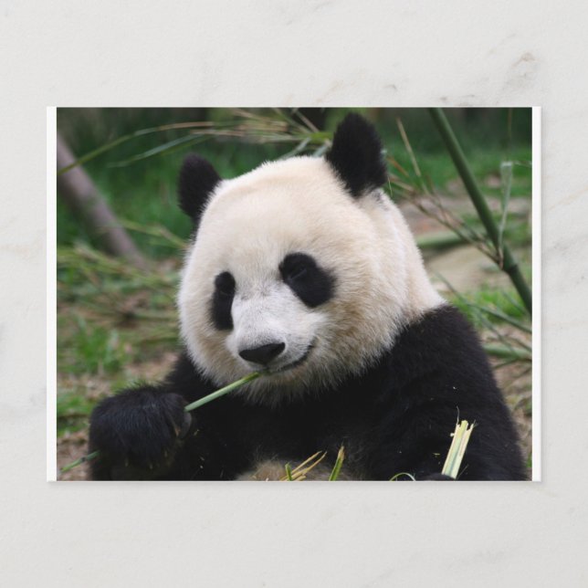 Panda Postcard (Front)