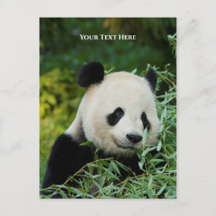 Panda Postcard