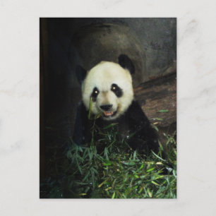 Panda Postcard