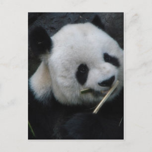 Panda Postcard
