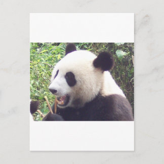 Panda Postcard