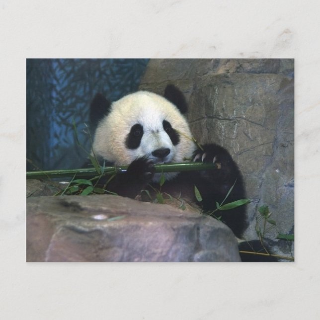 Panda Postcard (Front)