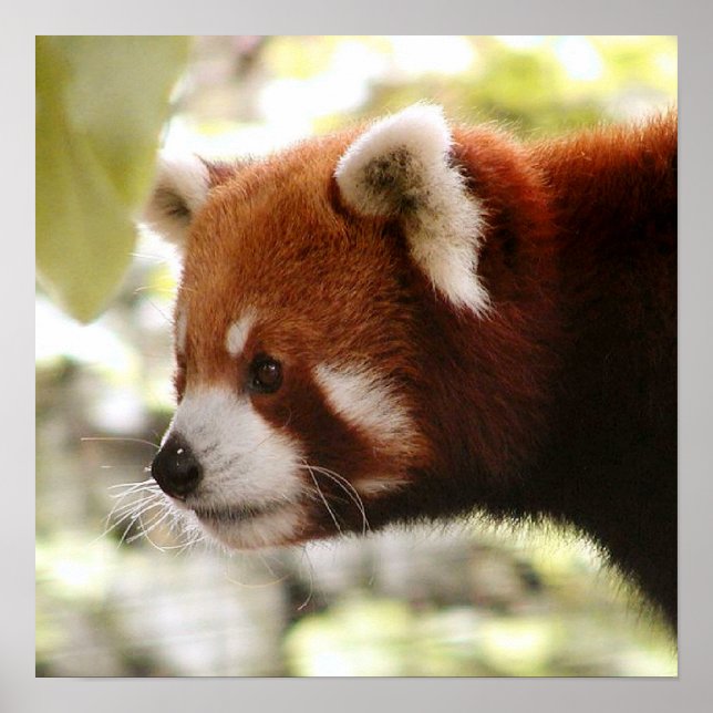 Panda Poster (Front)