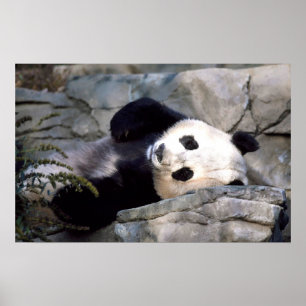 Panda Poster