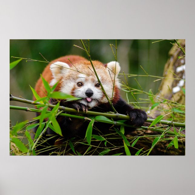 Panda Poster (Front)