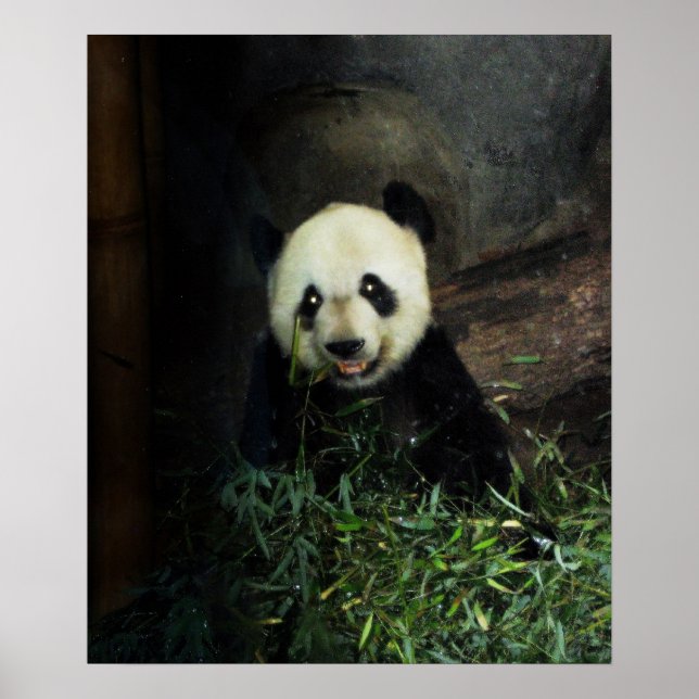 Panda Poster / Print (Front)