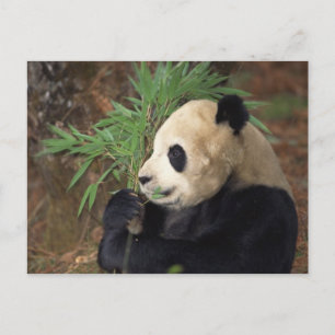 Panda Profile Postcard