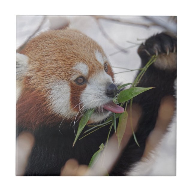 panda red animal print cute tile (Front)