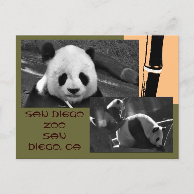 Panda San Diego Zoo Postcard (Front)