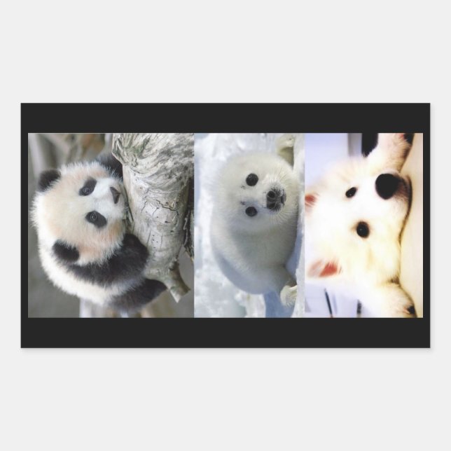 Panda-Seal-Mini American Eskimo Rectangular Sticker (Front)