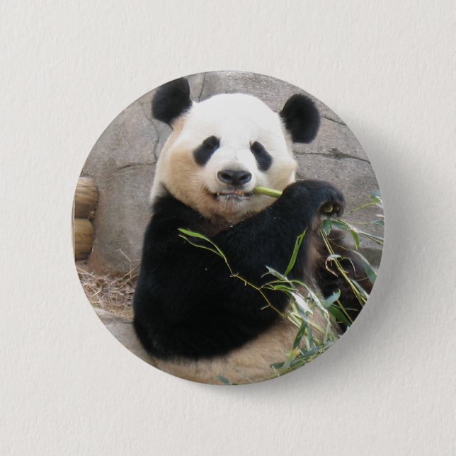 Panda Snack 6 Cm Round Badge (Front)