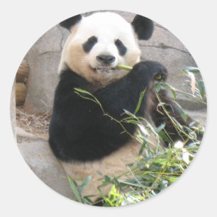 Panda Snack Classic Round Sticker