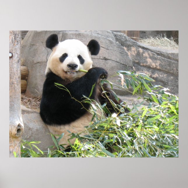 Panda Snack Poster (Front)