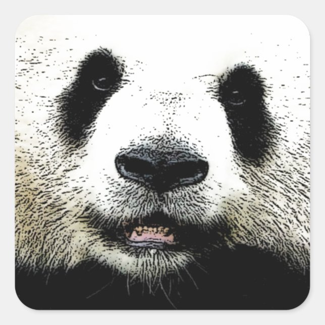 Panda Square Sticker (Front)