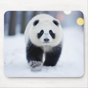 Panda Wildlife Animal On Street Outdoors Mouse Pad