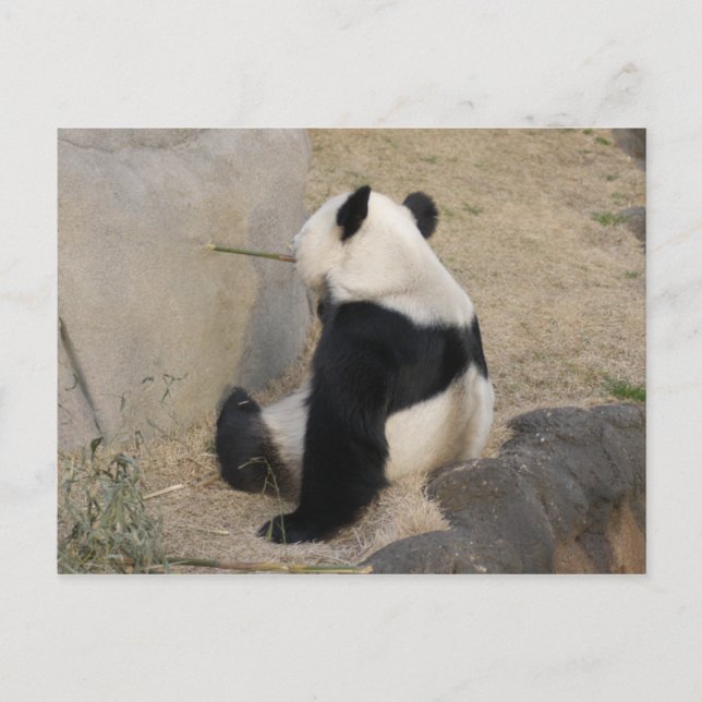 PandaM004 Postcard (Front)