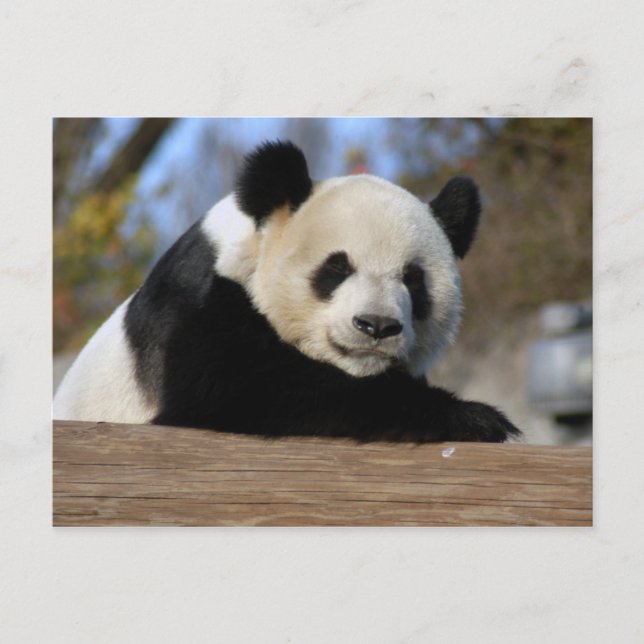 PandaM011 Postcard (Front)