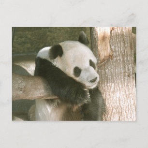 PandaM016 Postcard