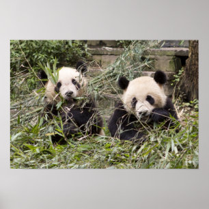 Pandas Eating Bamboo! Poster
