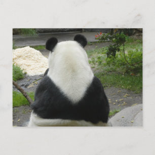 PandaSD002 Postcard