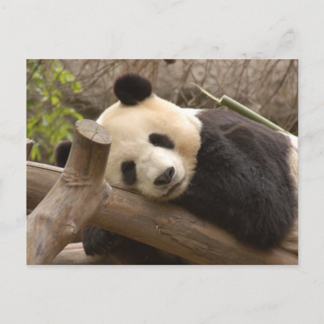 PandaSD010 Postcard (Front)