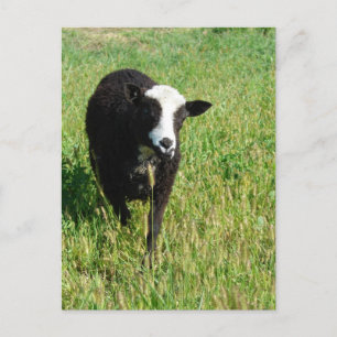Pandi Postcard